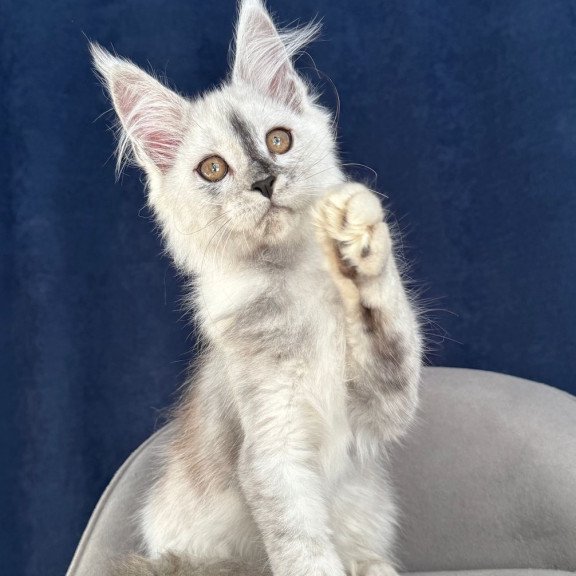 Maine Coon NOV Cattilla