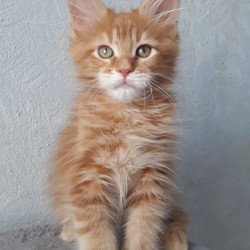 Maine Coon NOV Matvey