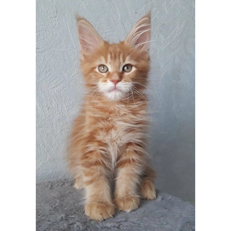 Maine Coon NOV Matvey