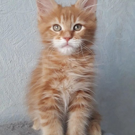 Maine Coon NOV Matvey