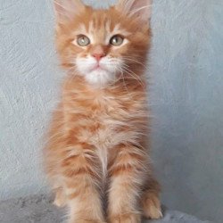 Maine Coon NOV Matvey