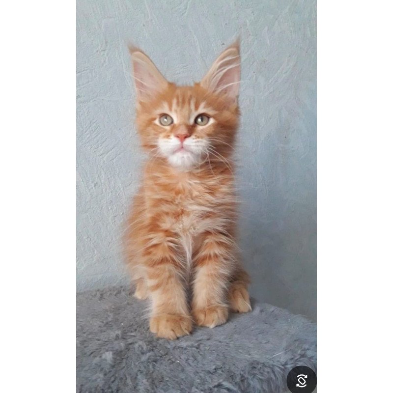 Maine Coon NOV Matvey