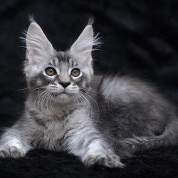 Maine Coon NOV Potap