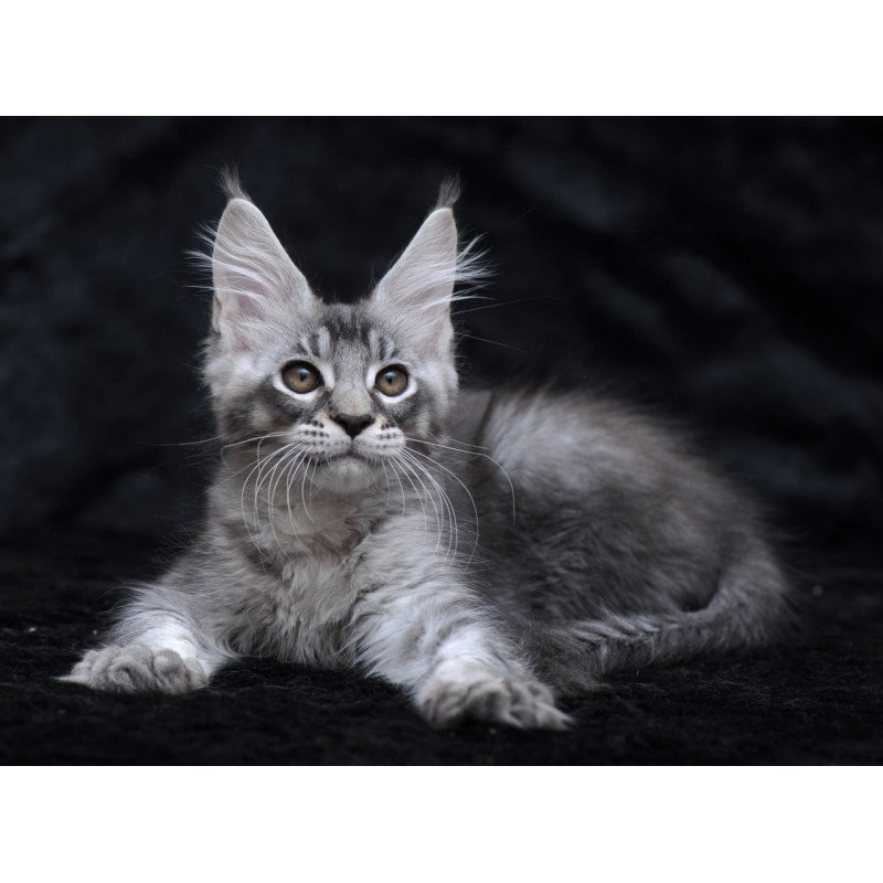 Maine Coon NOV Potap