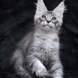 Maine Coon NOV Potap