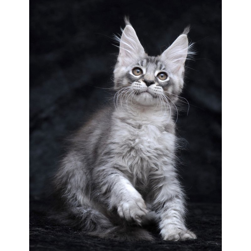 Maine Coon NOV Potap