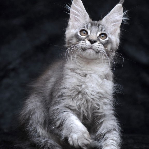 Maine Coon NOV Potap