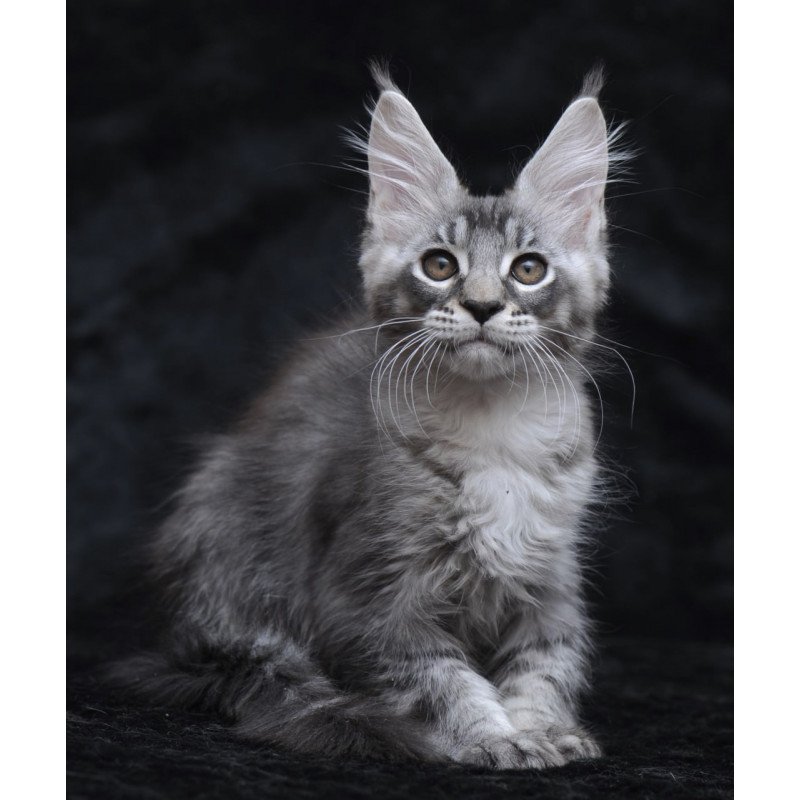 Maine Coon NOV Potap