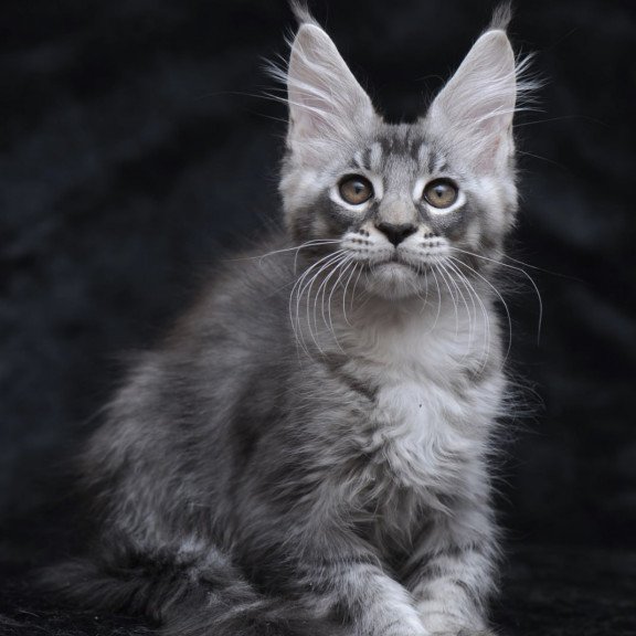 Maine Coon NOV Potap