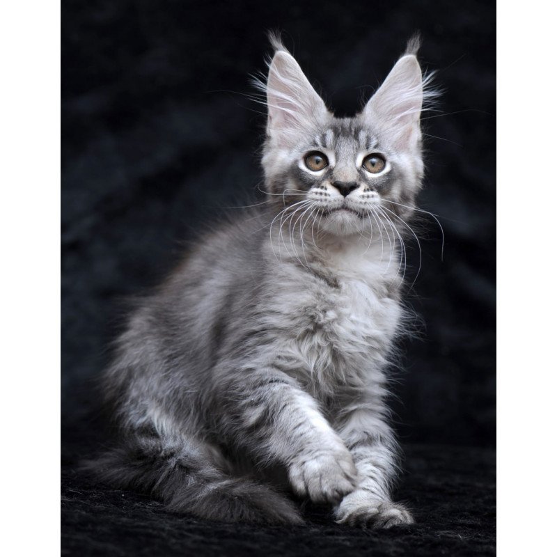 Maine Coon NOV Potap