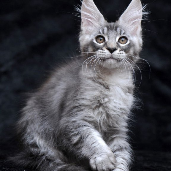 Maine Coon NOV Potap