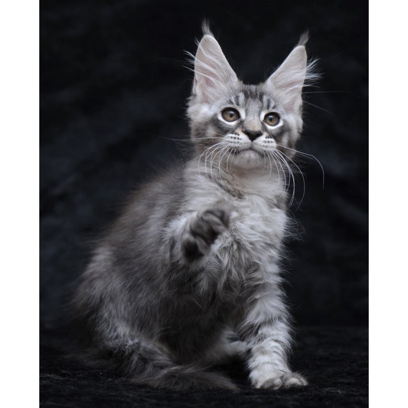 Maine Coon NOV Potap