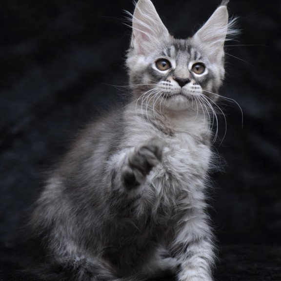 Maine Coon NOV Potap