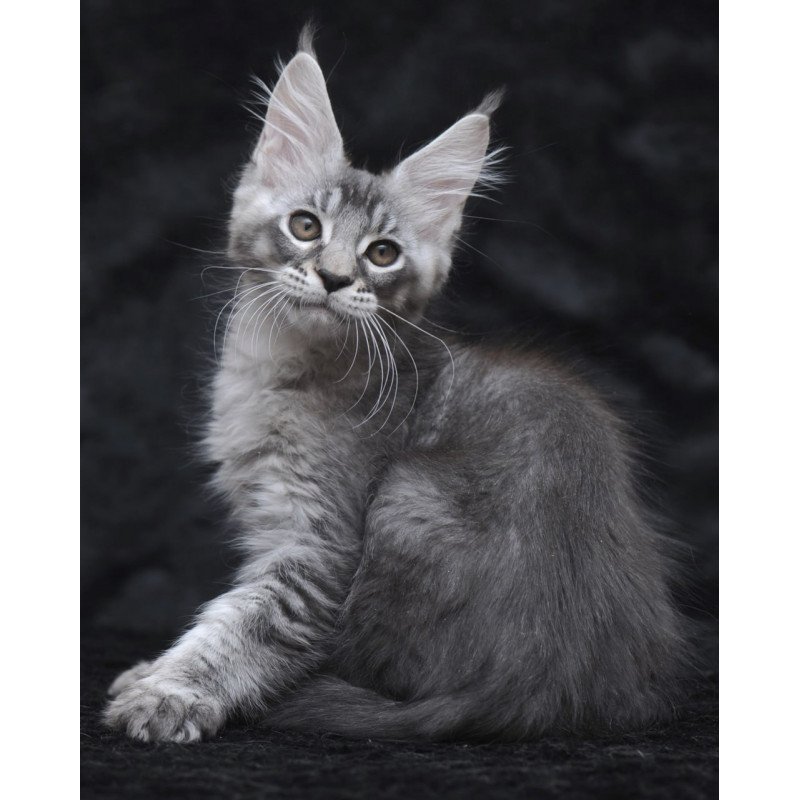 Maine Coon NOV Potap