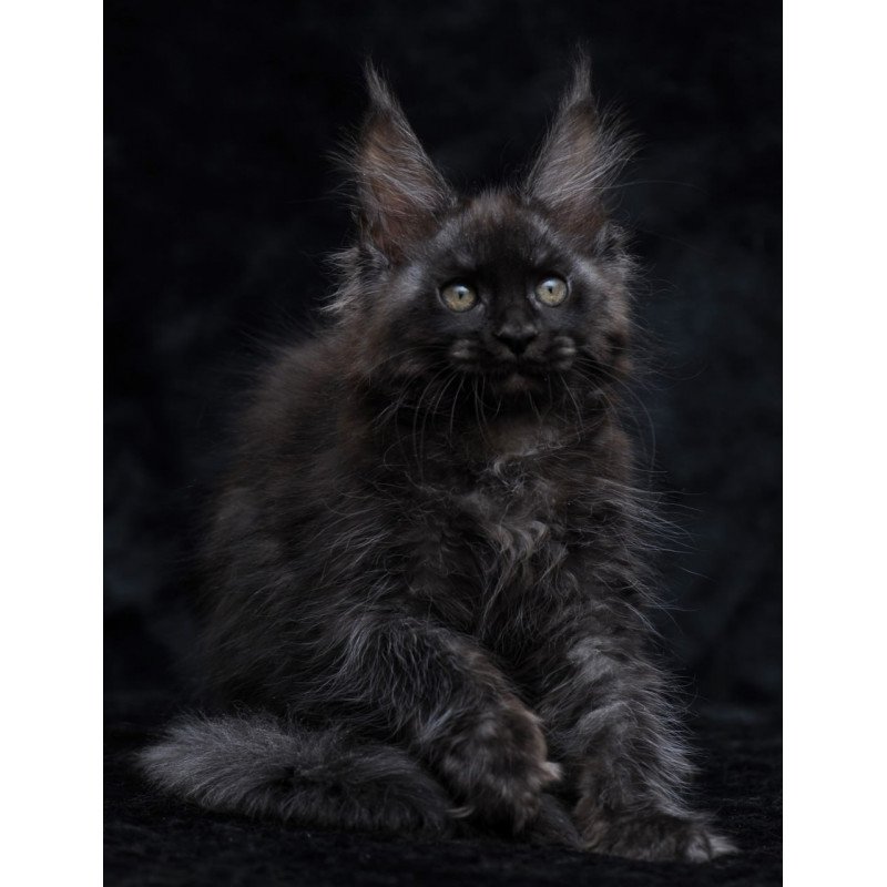 Maine Coon NOV Platon