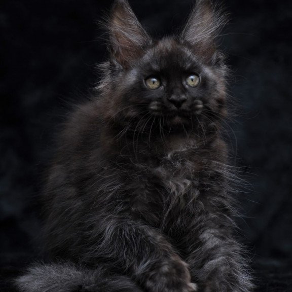 Maine Coon NOV Platon