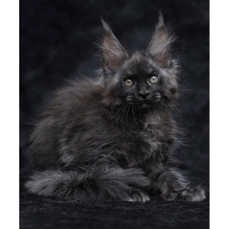 Maine Coon NOV Platon