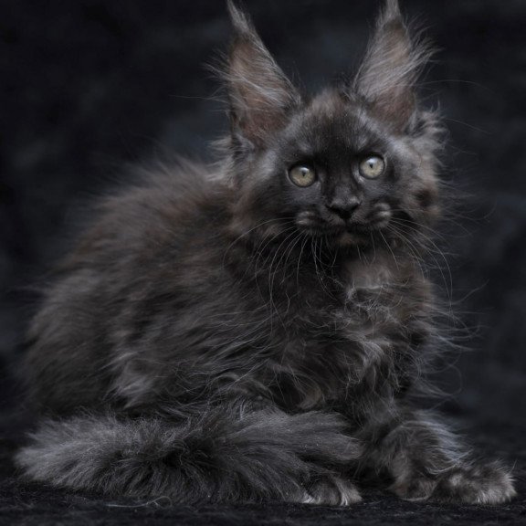 Maine Coon NOV Platon