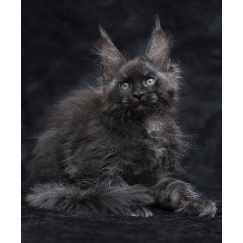 Maine Coon NOV Platon