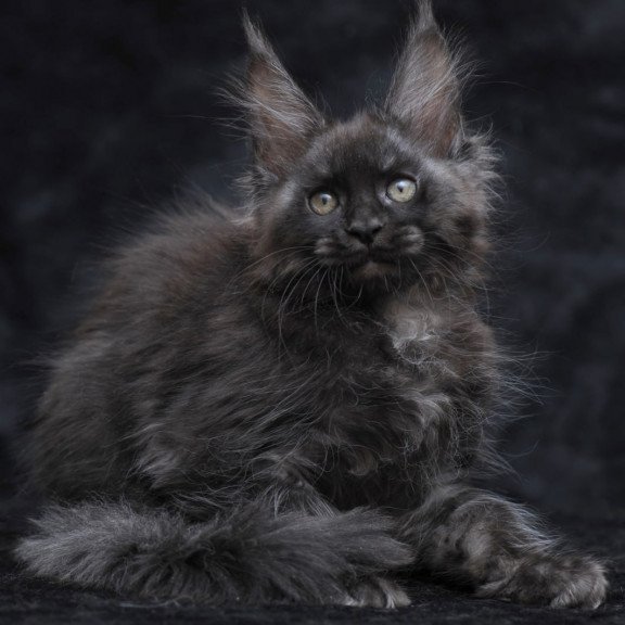 Maine Coon NOV Platon