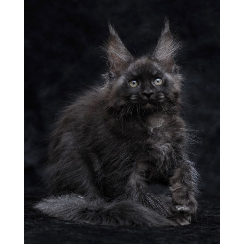Maine Coon NOV Platon