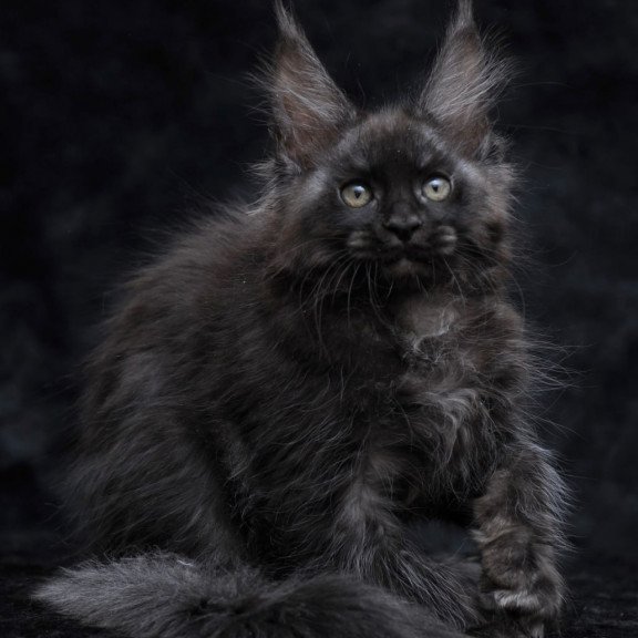 Maine Coon NOV Platon