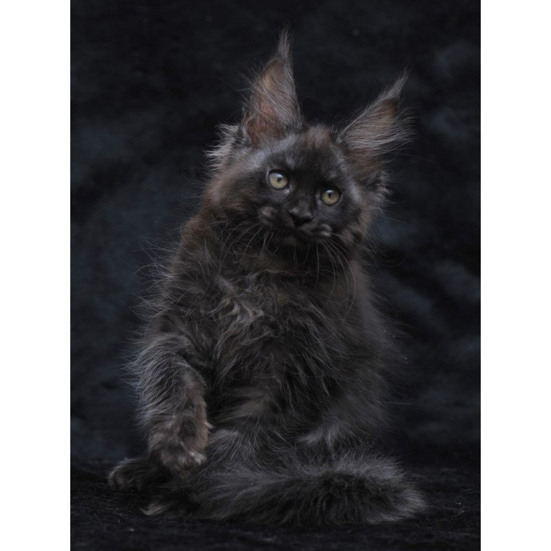 Maine Coon NOV Platon