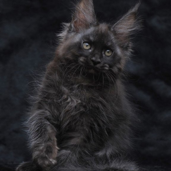 Maine Coon NOV Platon