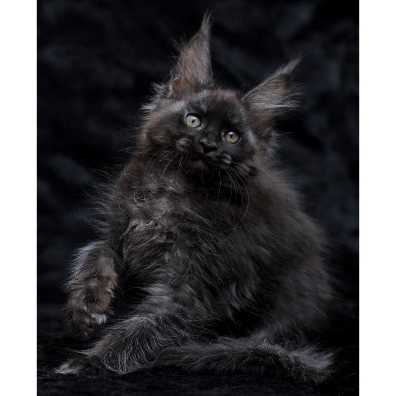 Maine Coon NOV Platon