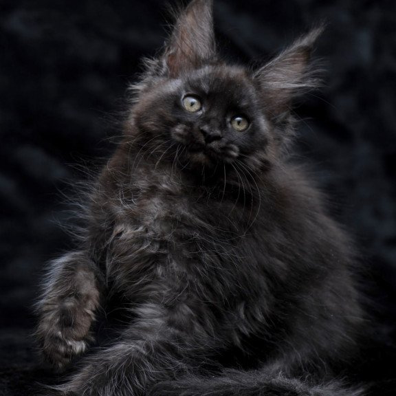 Maine Coon NOV Platon