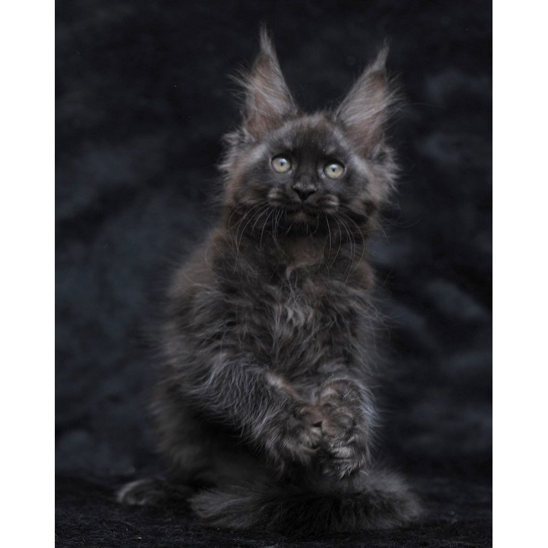 Maine Coon NOV Platon
