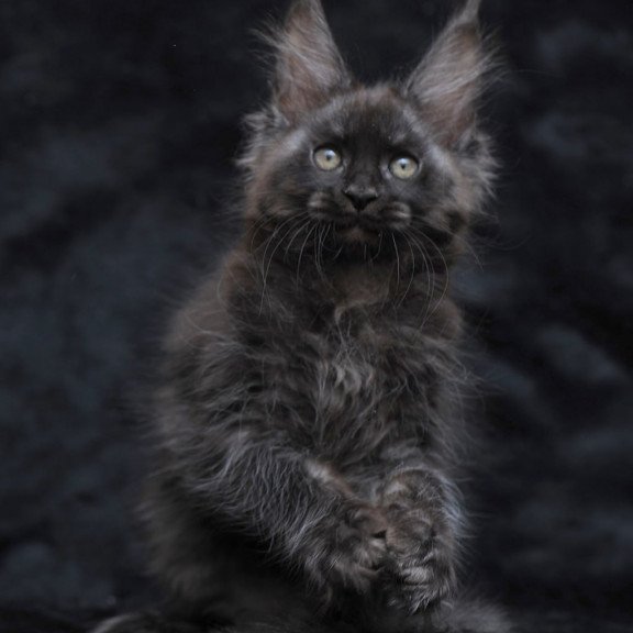 Maine Coon NOV Platon