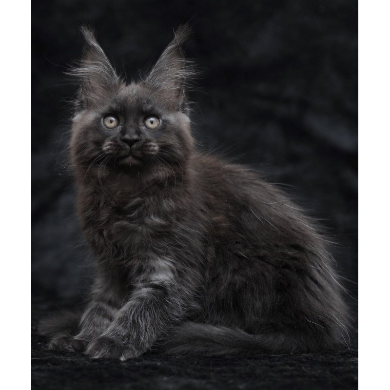 Maine Coon NOV Prokhor
