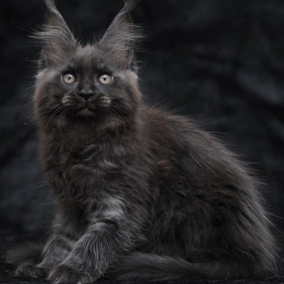 Maine Coon NOV Prokhor