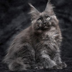 Maine Coon NOV Prokhor