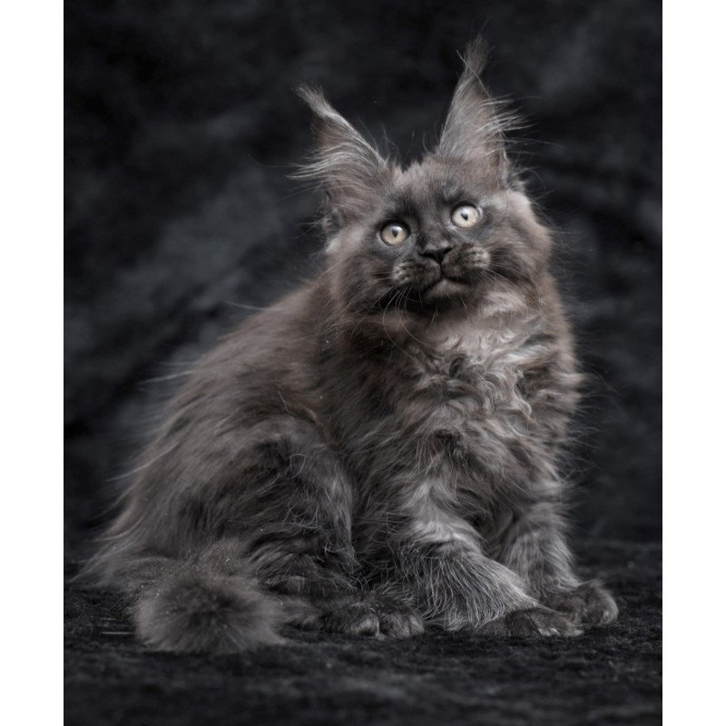 Maine Coon NOV Prokhor