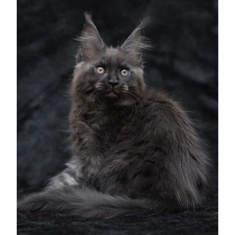 Maine Coon NOV Prokhor