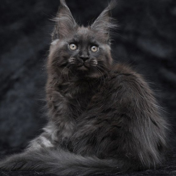 Maine Coon NOV Prokhor