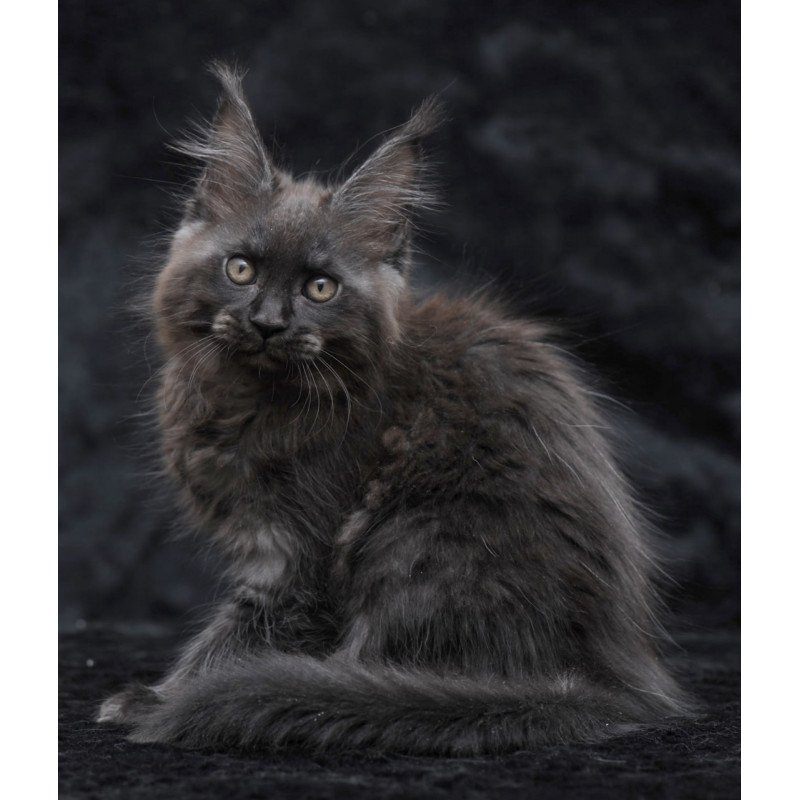 Maine Coon NOV Prokhor