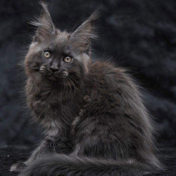 Maine Coon NOV Prokhor