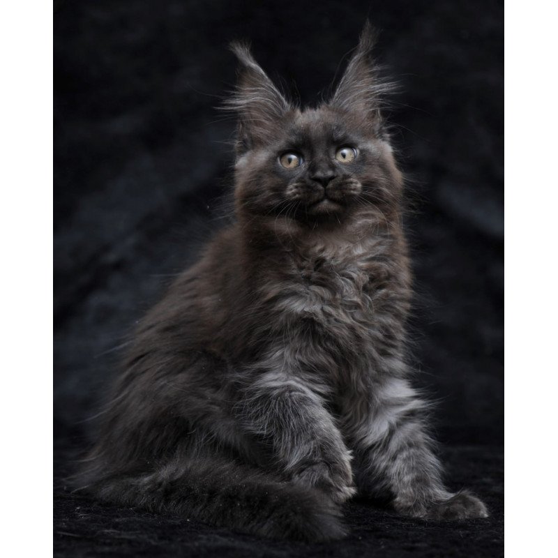 Maine Coon NOV Prokhor