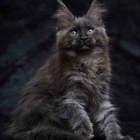 Maine Coon NOV Prokhor