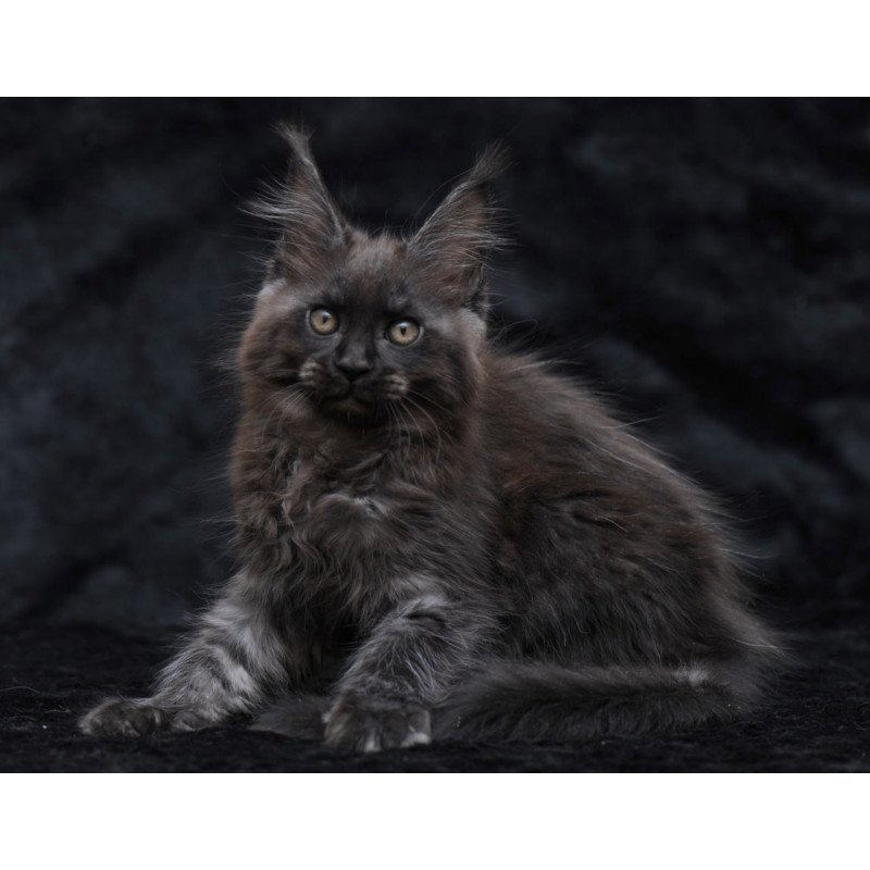 Maine Coon NOV Prokhor
