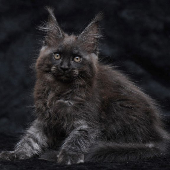Maine Coon NOV Prokhor