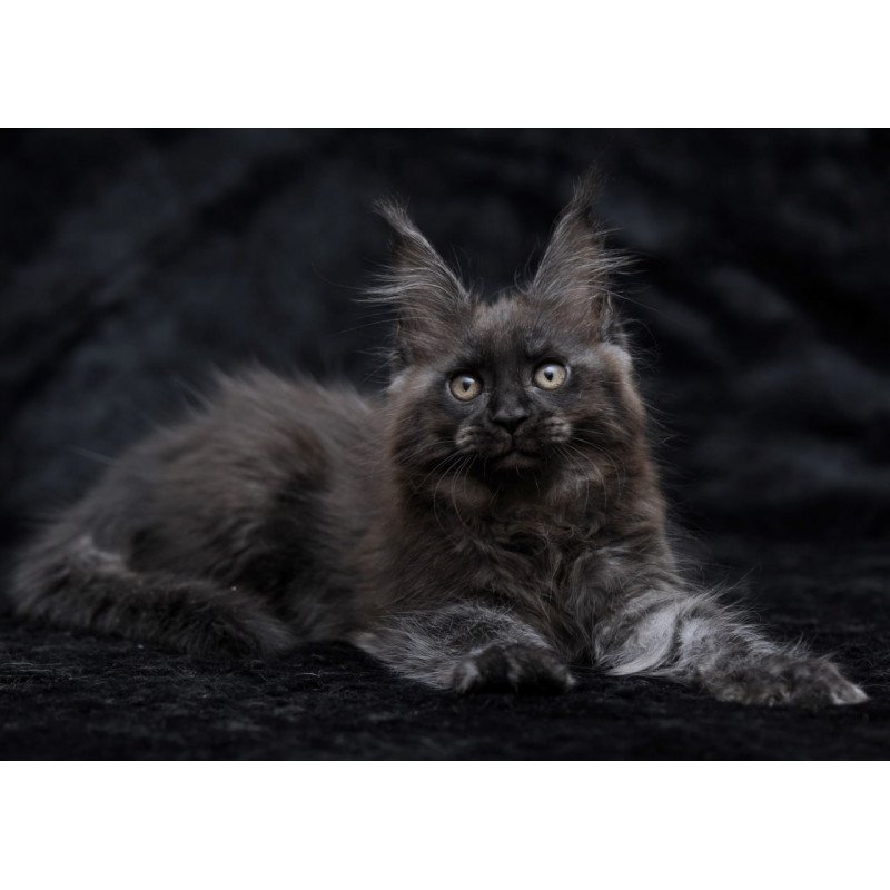 Maine Coon NOV Prokhor