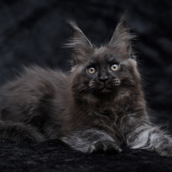 Maine Coon NOV Prokhor