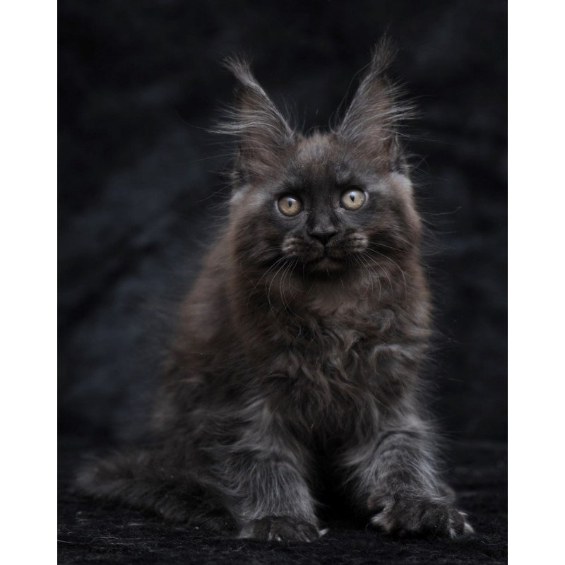 Maine Coon NOV Prokhor