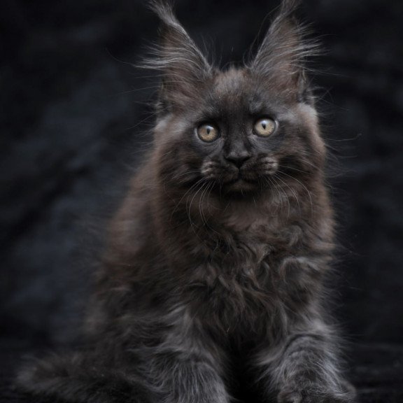 Maine Coon NOV Prokhor