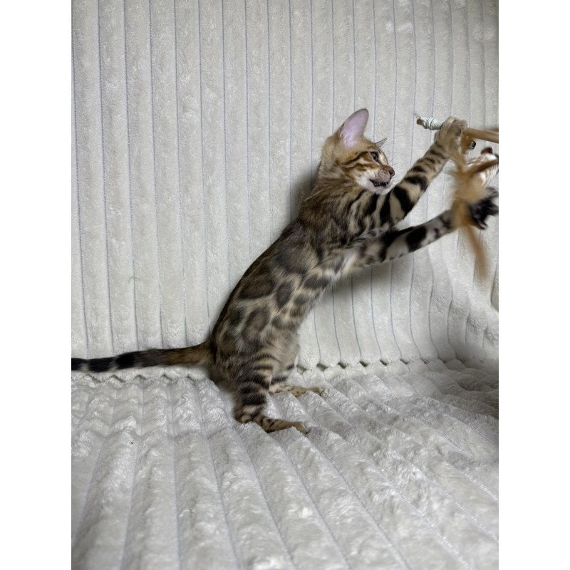 Bengal NOV Laila