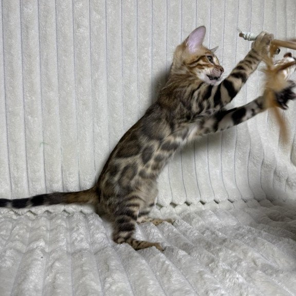 Bengal NOV Laila